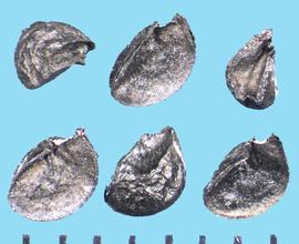  Allium fistulosum.  Wedge-shaped seed with one flat surface. 